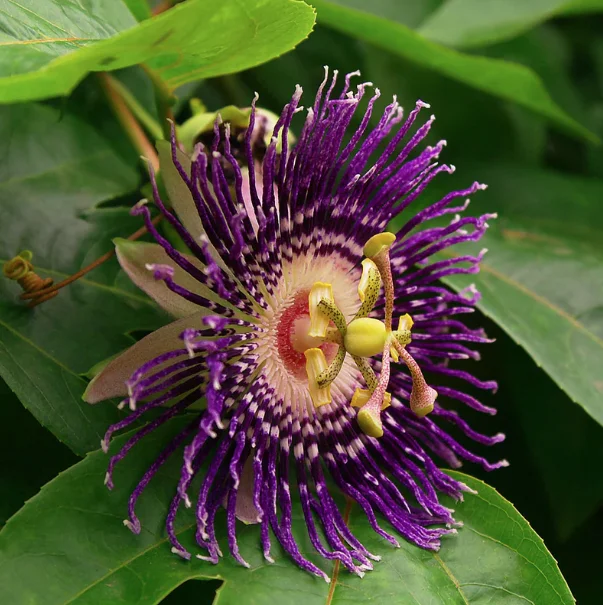 Passion Flower: Nature’s Tranquilizer for a Calm Mind and a Healthier You