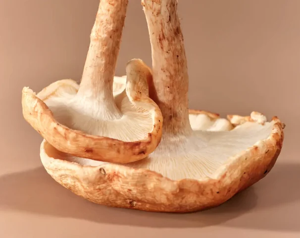The Power of 8: How an Organic Mushroom Blend Can Supercharge Your Health